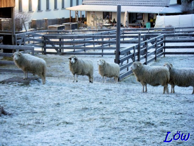 28.12.2024 - Assistenzschafe vom Piusinstitut